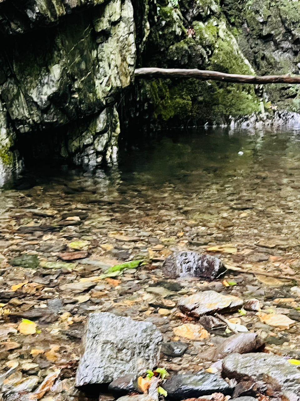 イワナ