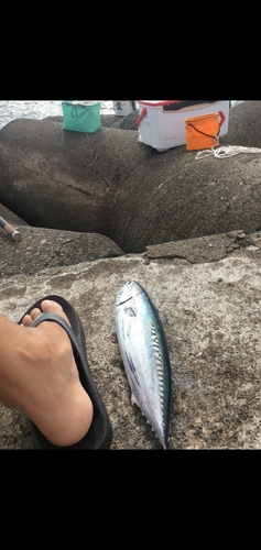 マルソウダの釣果