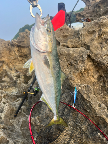 イナダの釣果