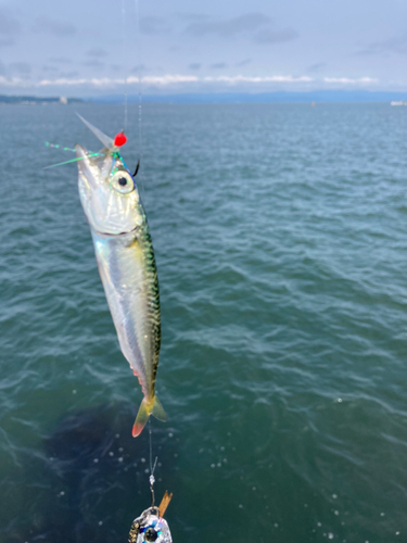 サバの釣果