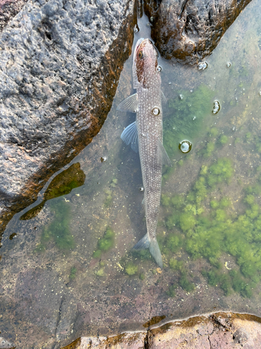 マエソの釣果