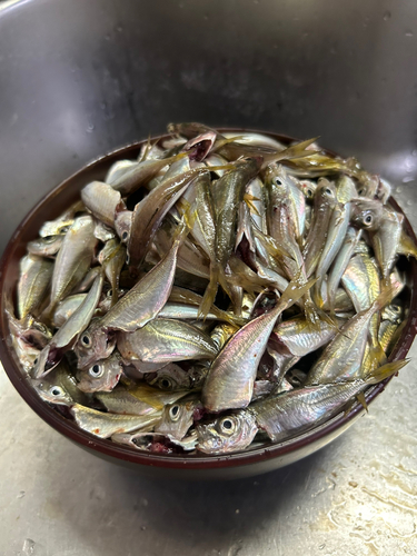 アジの釣果