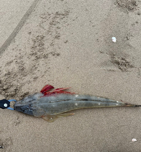 マゴチの釣果