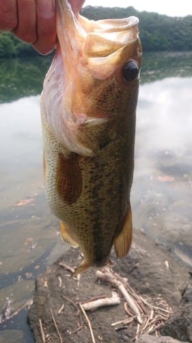 ラージマウスバスの釣果