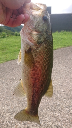 ラージマウスバスの釣果