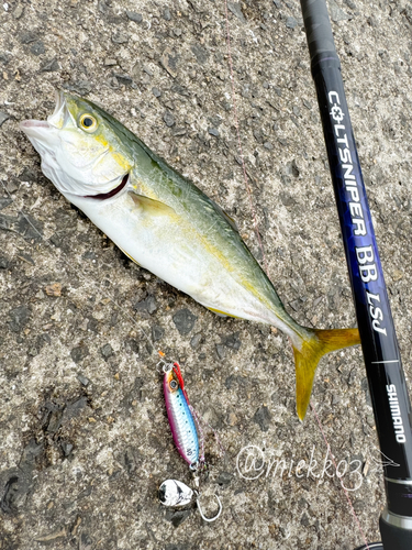 ツバスの釣果