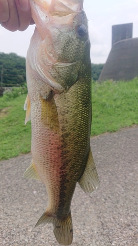 ラージマウスバスの釣果