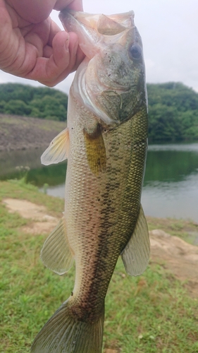 ラージマウスバスの釣果