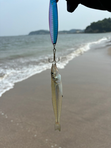 キスの釣果