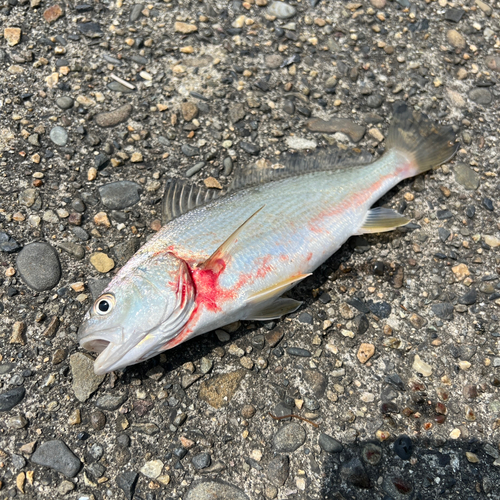 イシモチの釣果