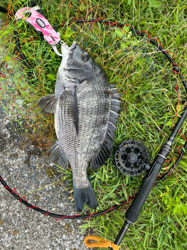 チヌの釣果