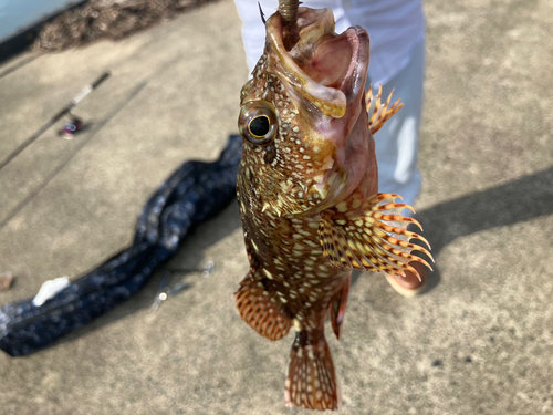 ガシラの釣果