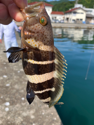 アオハタの釣果