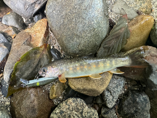 イワナの釣果