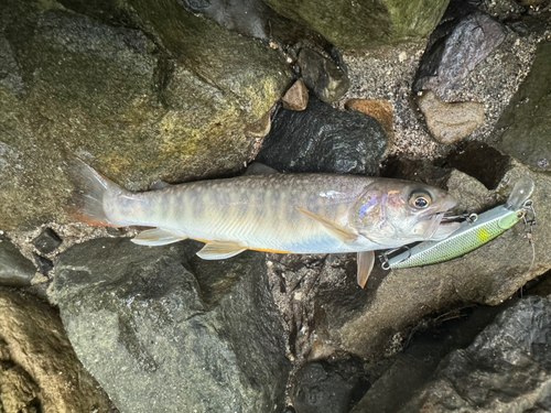 イワナの釣果