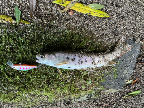 イワナの釣果