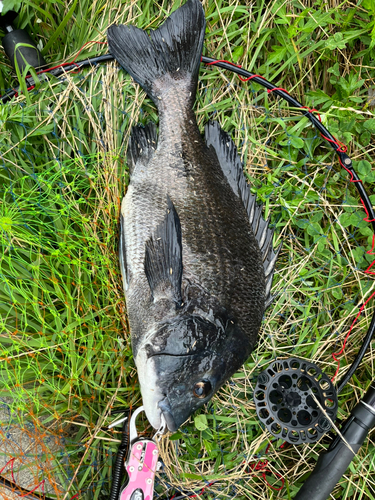 チヌの釣果