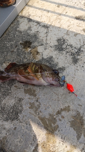 カサゴの釣果