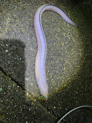 クロアナゴの釣果