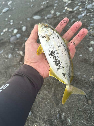 ショゴの釣果