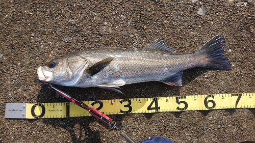 スズキの釣果