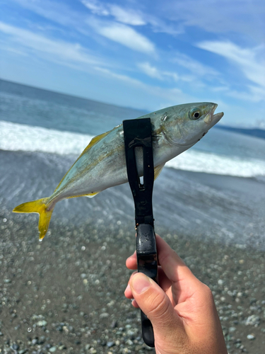 ワカシの釣果