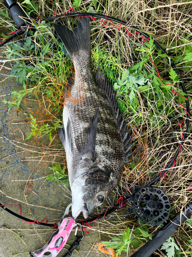 チヌの釣果