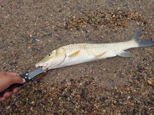 ニゴイの釣果