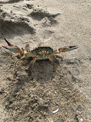 カニの釣果