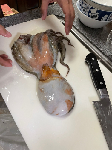 タコの釣果