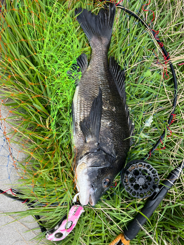 チヌの釣果