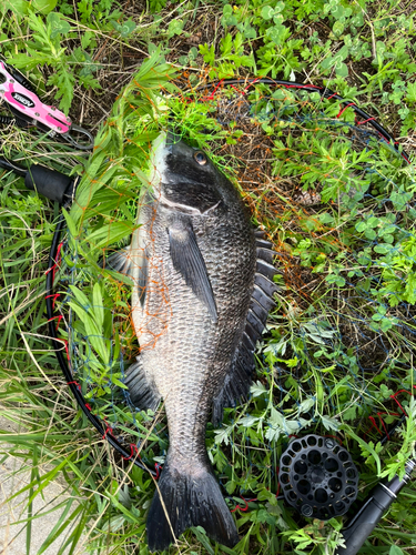 チヌの釣果