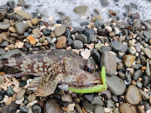 アラカブの釣果