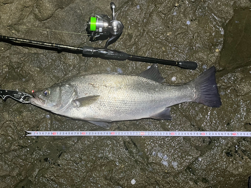 ヒラスズキの釣果