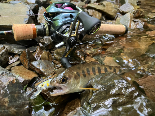 ヤマメの釣果