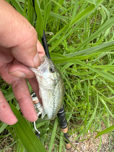 ラージマウスバスの釣果