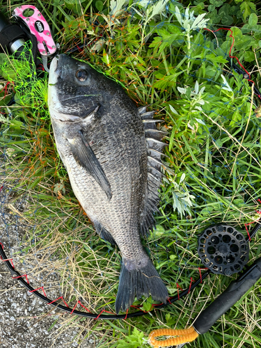 チヌの釣果