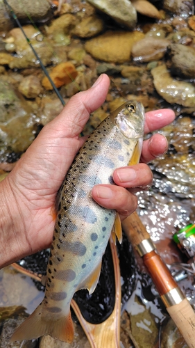 ヤマメの釣果