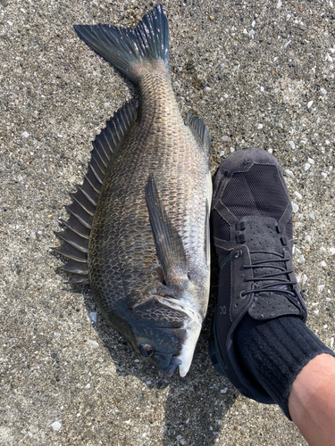 クロダイの釣果