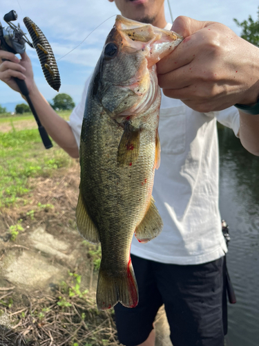 ブラックバスの釣果