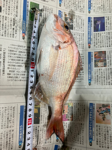 アカアマダイの釣果