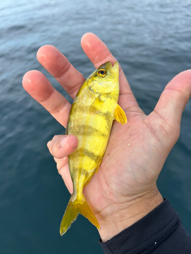 カンパチの釣果