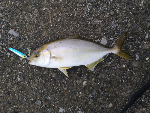 ネリゴの釣果