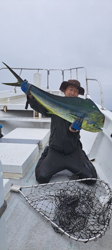 シイラの釣果