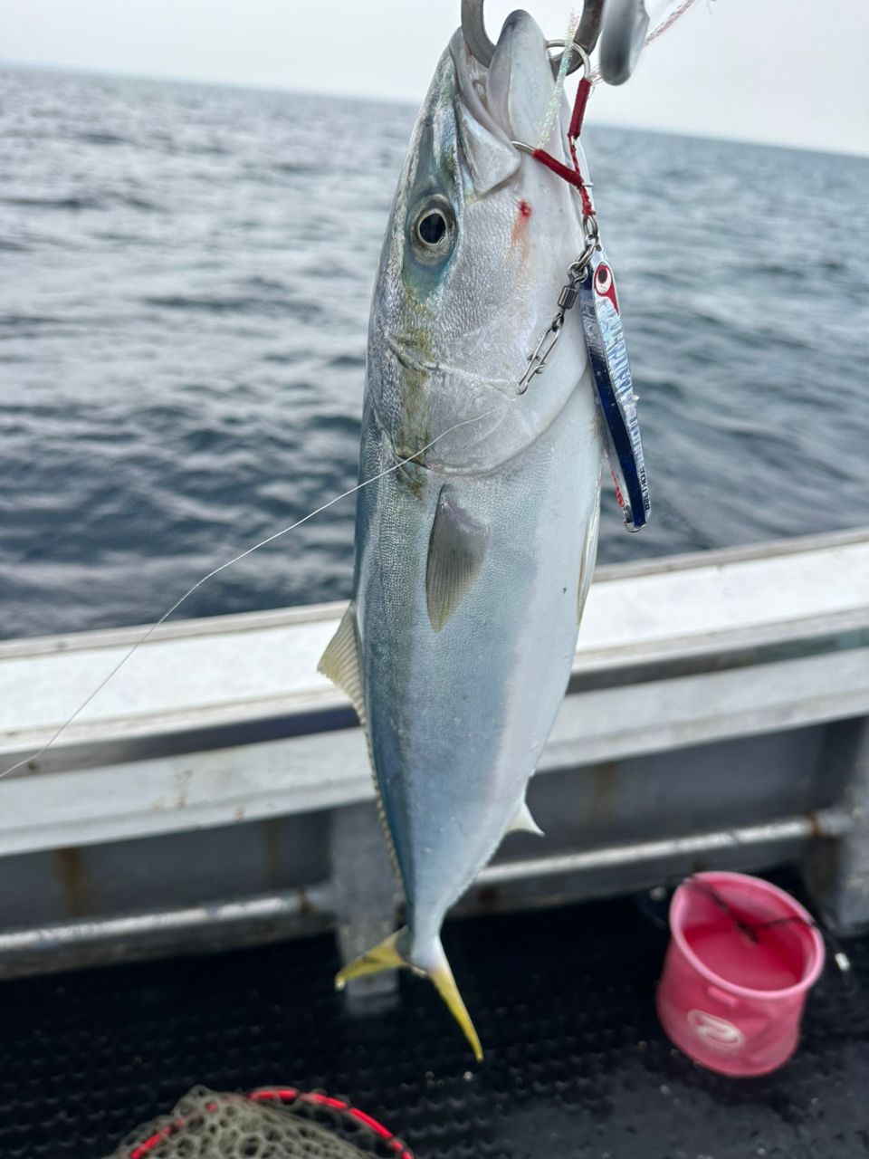 ClearBlue大好きさんの釣果 2枚目の画像