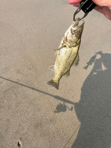 セイゴ（マルスズキ）の釣果