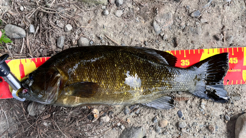 スモールマウスバスの釣果