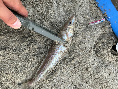 キスの釣果