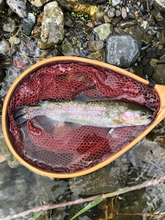 ニジマスの釣果