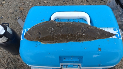 シタビラメの釣果